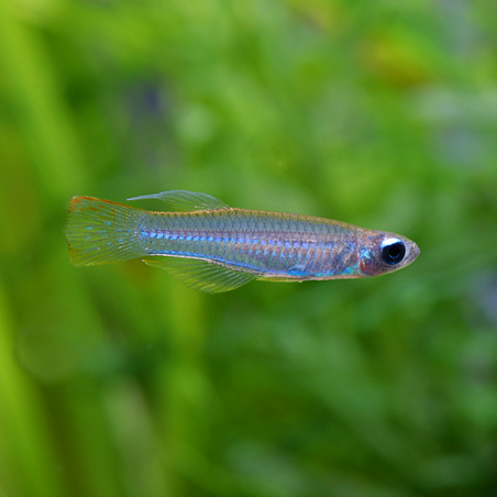 Poropanchax normani – Lampe œil d’Afrique pour nano-aquarium