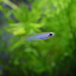 Poropanchax normani – Lampe œil d’Afrique pour nano-aquarium