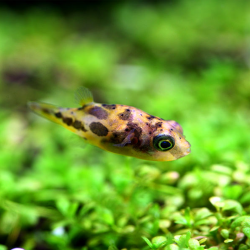 Carinotetraodon travancoricus 1,5 cm (s)