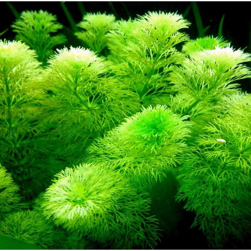 Limnophila sessiliflora