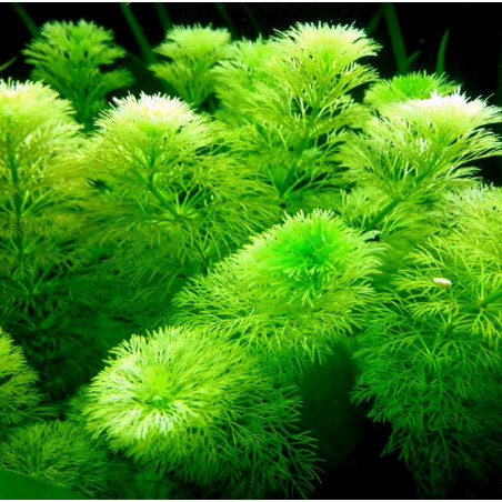 Limnophila sessiliflora