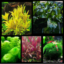 Pack Spécial Noël – Lot 5 plantes premium et colorées pour aquarium