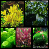 Pack Spécial Noël – Lot 5 plantes premium et colorées pour aquarium