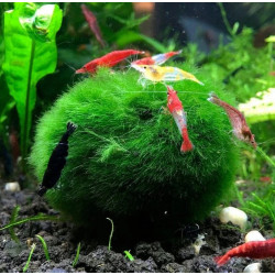 Chladoflora aegagropila M – Boule de mousse filtrante pour aquarium