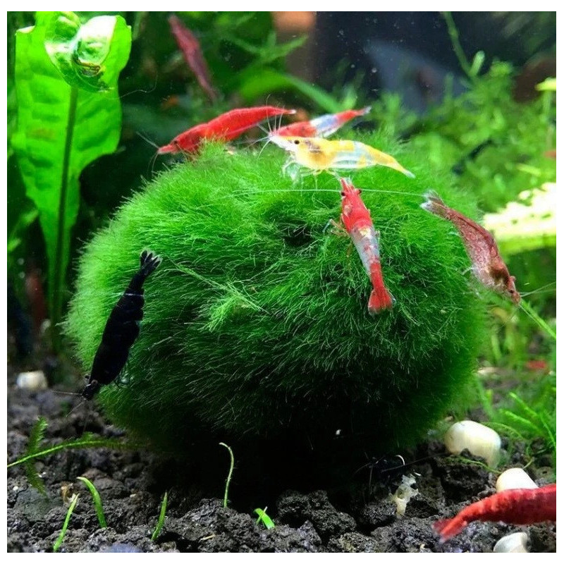 Chladoflora aegagropila M – Boule de mousse filtrante pour aquarium