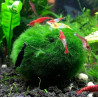 Chladoflora aegagropila M – Boule de mousse filtrante pour aquarium