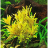 Ammania pedicellata Gold