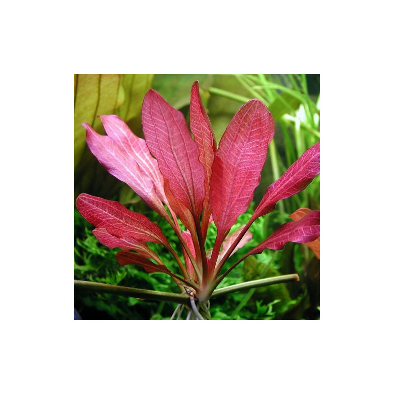 Echinodorus Roter Oktober – Plante rouge cuivrée pour aquarium