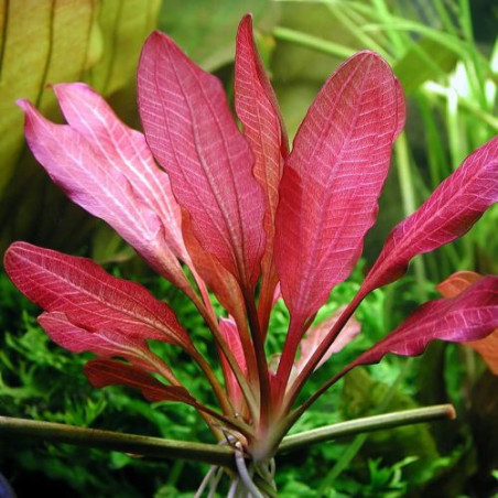 Echinodorus Roter Oktober – Plante rouge cuivrée pour aquarium