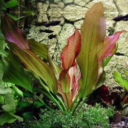 Echinodorus ‘Hot Pepper’ – Plante rouge cuivrée pour aquarium
