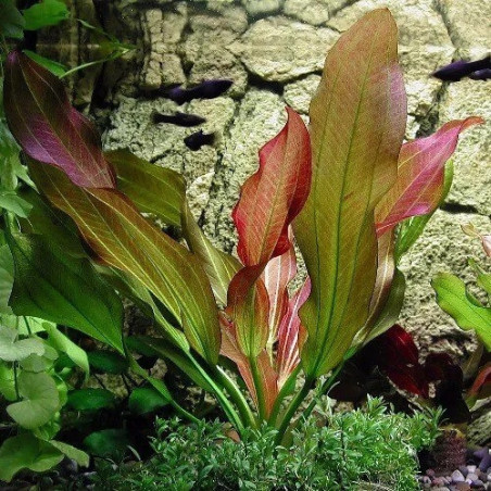 Echinodorus ‘Hot Pepper’ – Plante rouge cuivrée pour aquarium