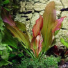 Echinodorus ‘Hot Pepper’ – Plante rouge cuivrée pour aquarium
