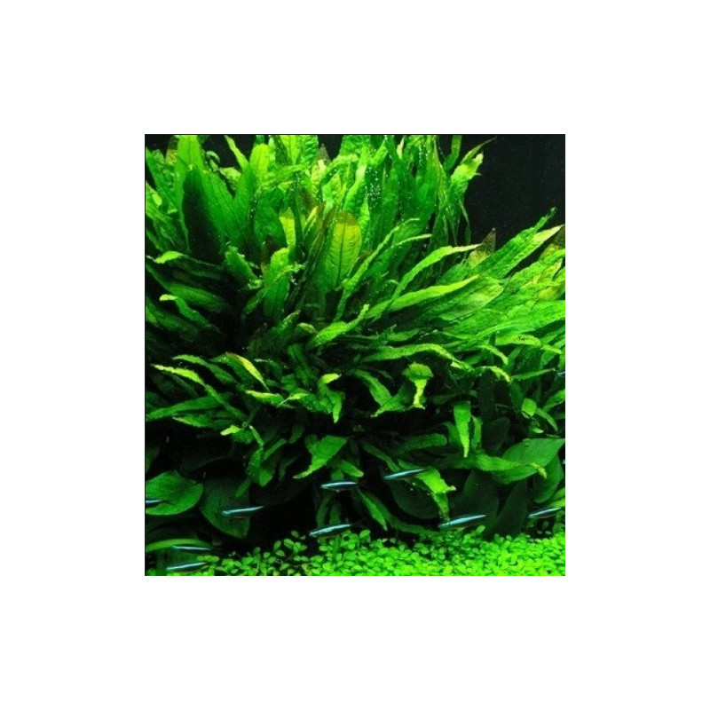 Microsorum latifolia – Fougère aquatique à larges feuilles