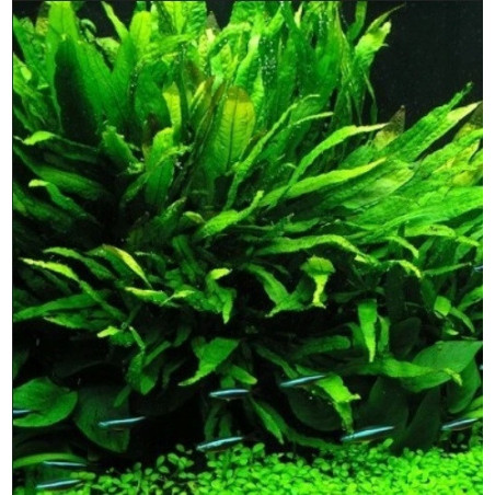 Microsorum latifolia – Fougère aquatique à larges feuilles