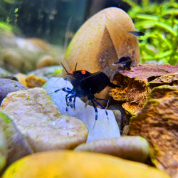 Caridina Black Tiger O-Eye – Crevette tigrée noire à yeux orange