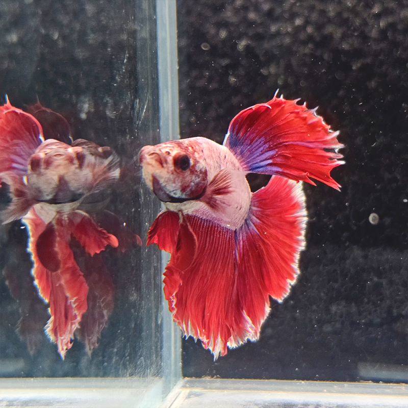 Betta WYSIWYG – Rouge & Lavande – Ragnar