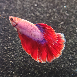 Betta WYSIWYG – Rouge & Lavande – Ragnar