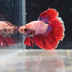 Betta WYSIWYG – Rouge & Lavande – Ragnar