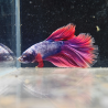 Betta WYSIWYG – Violet & Rouge flamme – Phobos