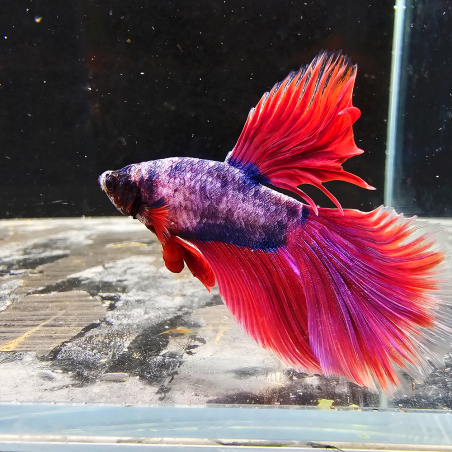 Betta WYSIWYG – Violet & Rouge flamme – Phobos