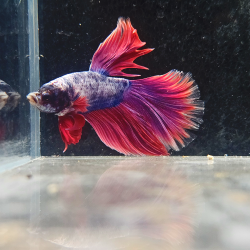 Betta WYSIWYG – Violet & Rouge flamme – Phobos