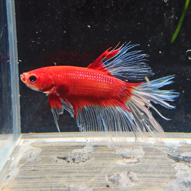 Betta WYSIWYG – Rouge & Blanc translucide – Pépito