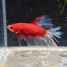 Betta WYSIWYG – Rouge & Blanc translucide – Pépito