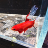 Betta WYSIWYG – Rouge & Blanc translucide – Pépito