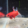 Betta WYSIWYG – Rouge & Blanc translucide – Pépito