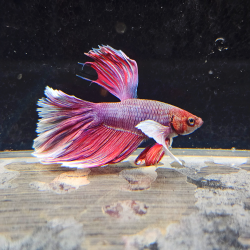 Betta WYSIWYG – lavande & blanc – PRINCE