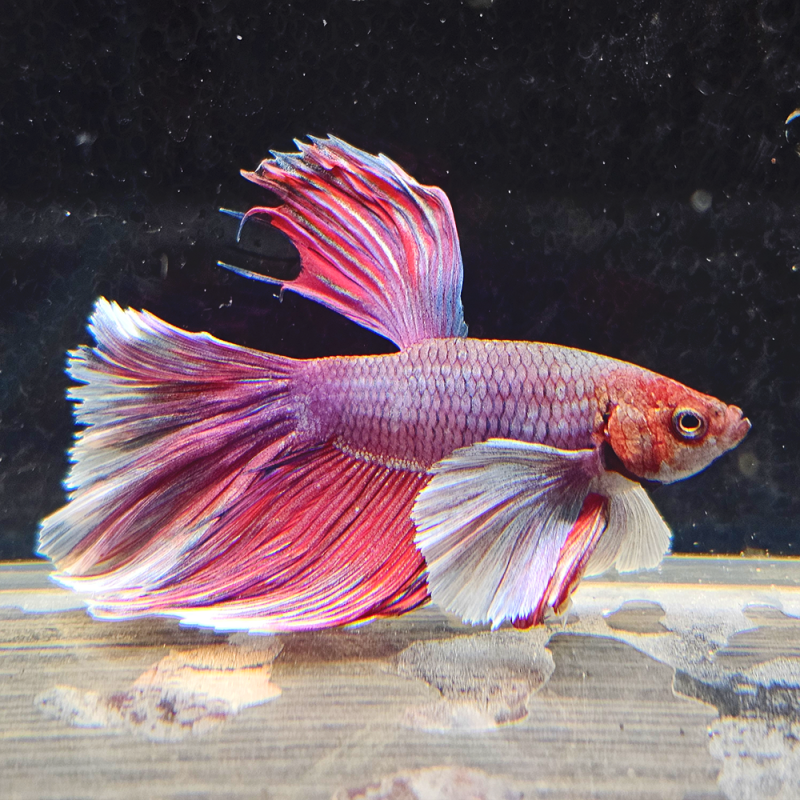 Betta WYSIWYG – lavande & blanc – PRINCE