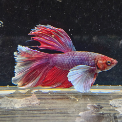 Betta WYSIWYG – lavande & blanc – PRINCE