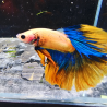 Betta WYSIWYG – orange, bleu – Apollo