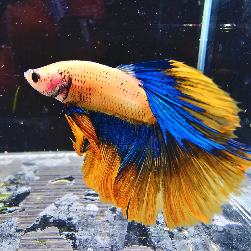 Betta WYSIWYG – orange, bleu – Apollo