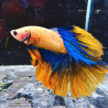 Betta WYSIWYG – orange, bleu – Apollo