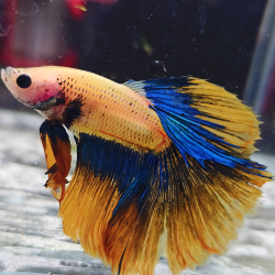 Betta WYSIWYG – orange, bleu – Apollo