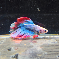 Betta WYSIWYG – Bleu, rouge et blanc nacré – “Pixel”