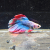 Betta WYSIWYG – Bleu, rouge et blanc nacré – “Pixel”