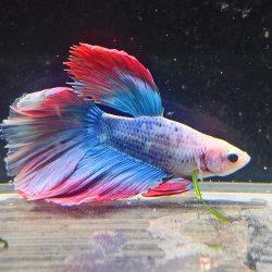 Betta WYSIWYG – Bleu, rouge et blanc nacré – “Pixel”