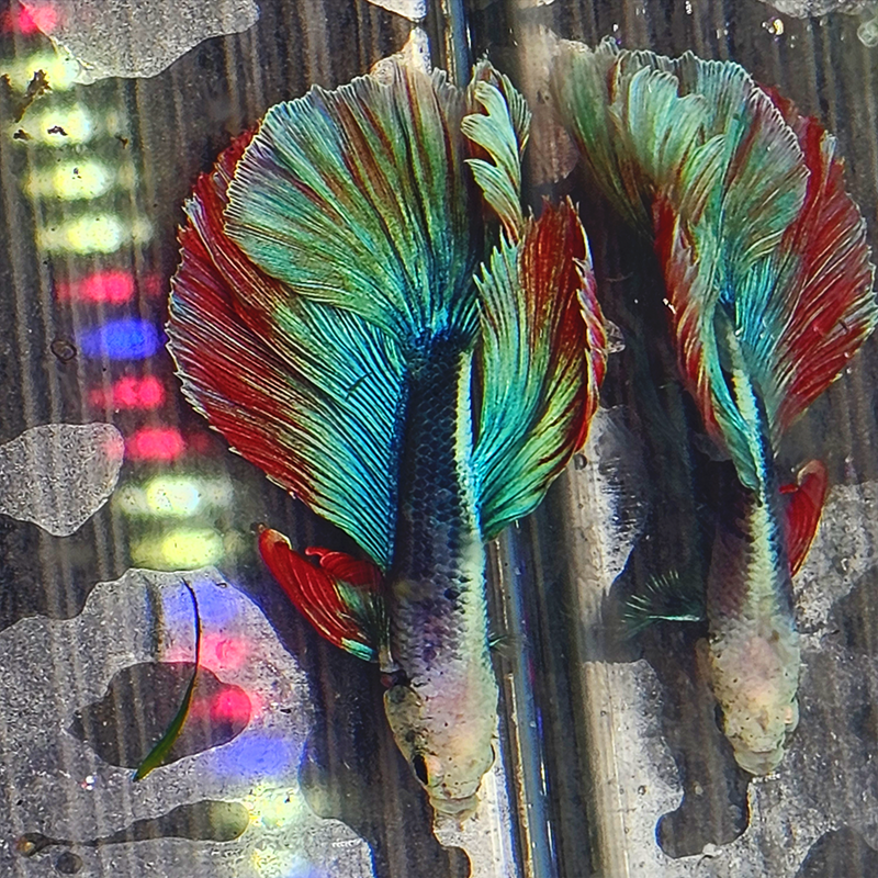 Betta WYSIWYG – Bleu, rouge et blanc nacré – “Pixel”