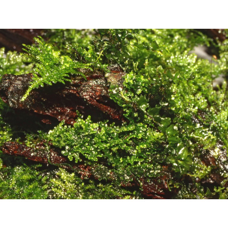 Riccardia chamedryfolia – Coral Moss premium pour aquarium