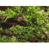 Riccardia chamedryfolia – Coral Moss premium pour aquarium