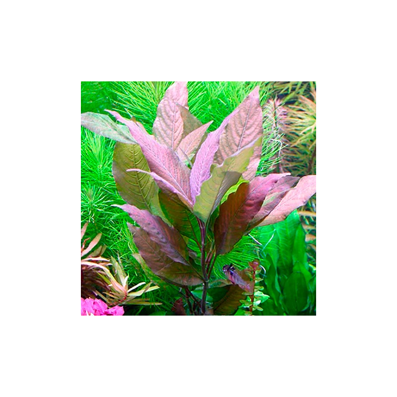 Hygrophila corymbosa Rouge – Plante rouge cuivrée pour aquarium