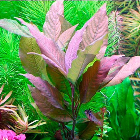 Hygrophila corymbosa Rouge – Plante rouge cuivrée pour aquarium