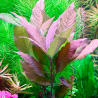 Hygrophila corymbosa Rouge – Plante rouge cuivrée pour aquarium