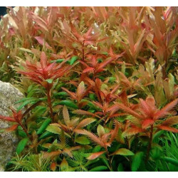 Proserpinaca palustris – Plante dentelée rouge/orangée pour aquarium