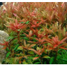 Proserpinaca palustris – Plante dentelée rouge/orangée pour aquarium