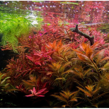Proserpinaca palustris – Plante dentelée rouge/orangée pour aquarium