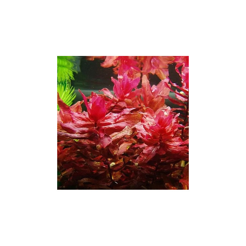 Rotala macrandra – Plante rouge spectaculaire pour aquarium