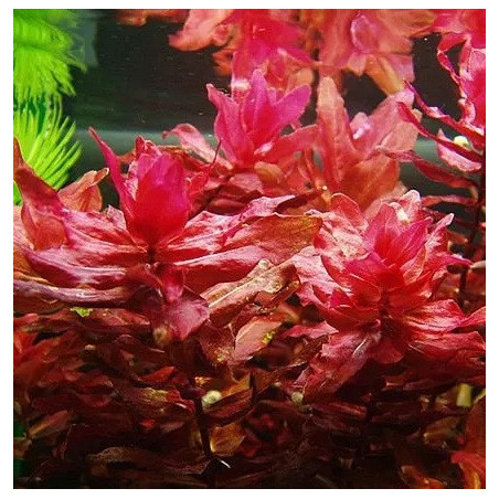 Rotala macrandra – Plante rouge spectaculaire pour aquarium